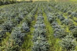 Blue Spruce Christmas Trees - credit: Needlefresh