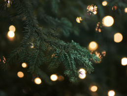 Christmas tree branch with lights